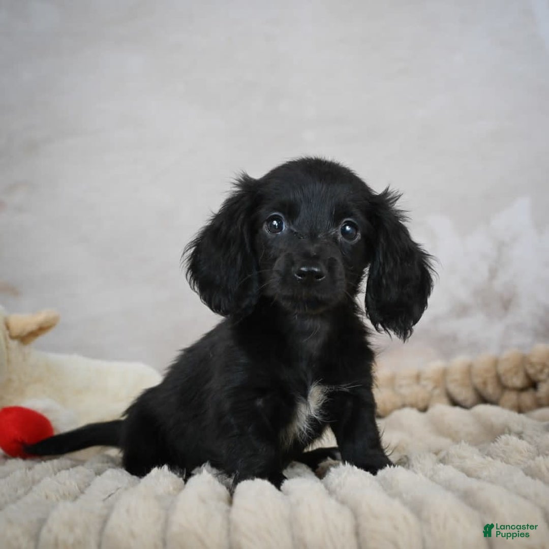 Miniature Dachshund dogs for sale: Poppy - Image 4