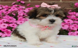 Malshi dogs for sale: Avery - Image 4