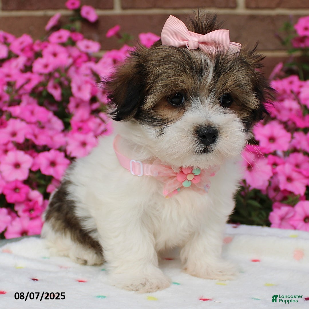 Malshi dogs for sale: Avery - Image 4
