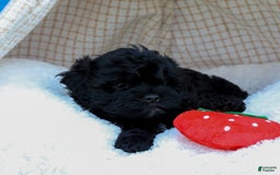 Shihpoo dogs for sale: Kia - Image 2