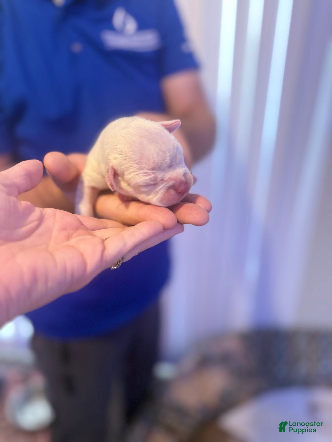 Olde English Bulldogge dogs for sale: Olde English Bulldogge 2 puppies - Image 8
