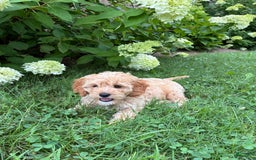 Miniature Golden Retriever dogs for sale: Bruno - Image 1