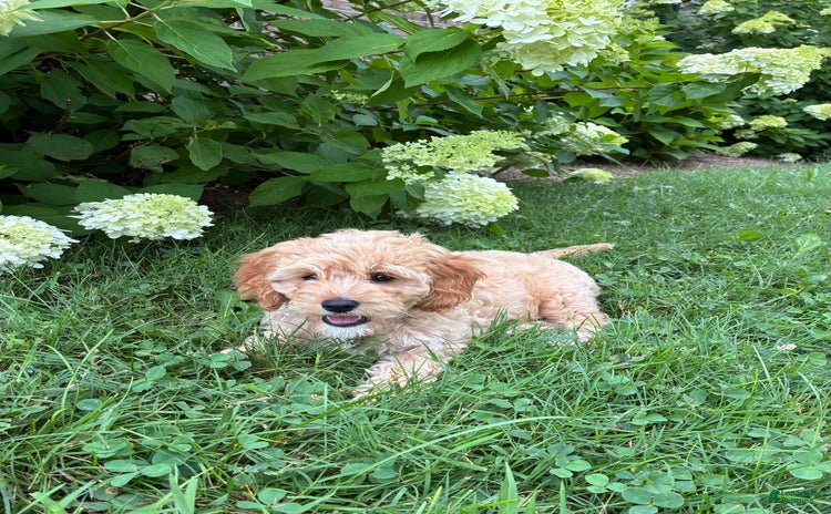 Miniature Golden Retriever dogs for sale - Ad 2