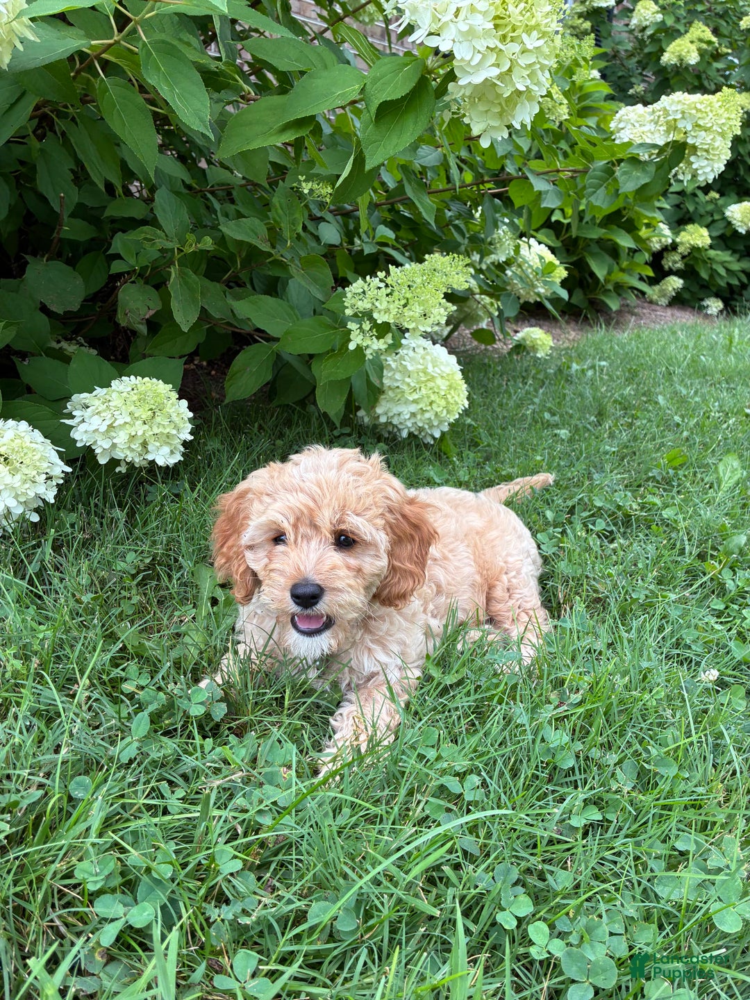 Miniature Golden Retriever dogs for sale: Bruno - Image 1