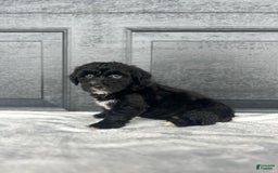 Yochon dogs for sale: Brinley - Image 2