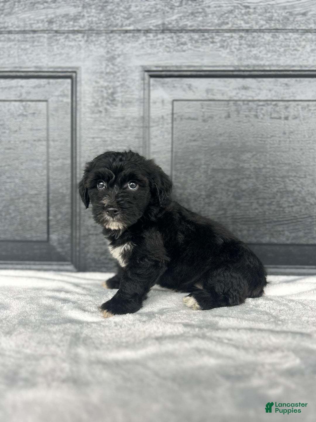 Yochon dogs for sale: Brinley - Image 2
