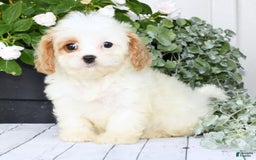Cavapoo dogs for sale: Bailey - Image 1