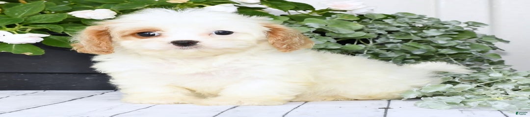 Bailey