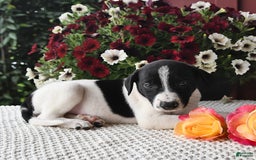 Border Collie dogs for sale: Daisy - Image 2