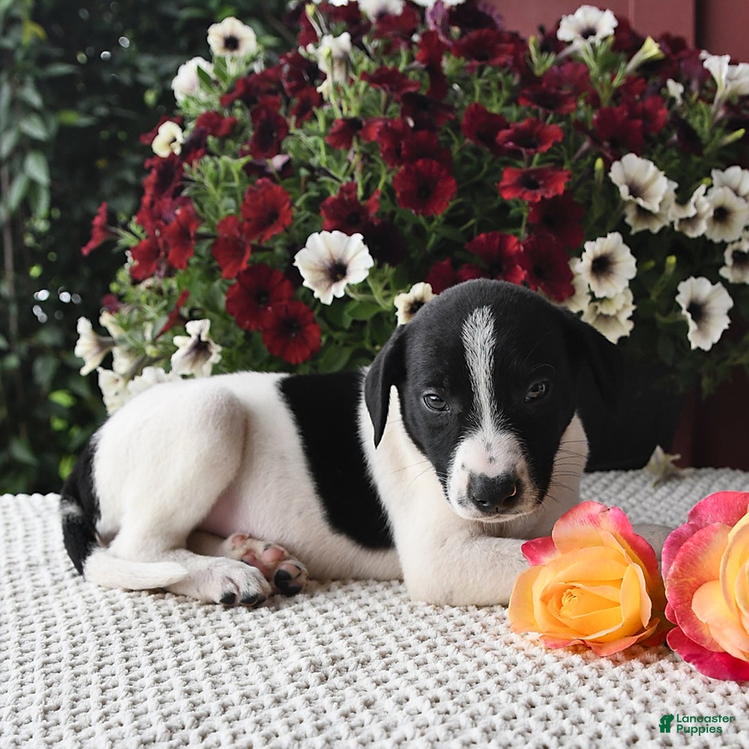 Border Collie dogs for sale: Daisy - Image 2