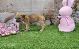 Catahoula Leopard Dog dogs for sale: Goldie 2025 F3 - Image 6