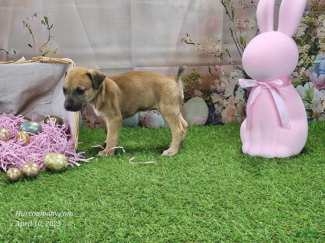 Catahoula Leopard Dog dogs for sale: Goldie 2025 F3 - Image 6