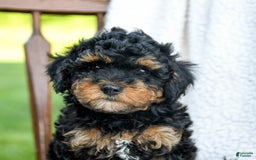 Havapoo dogs for sale: Peanut - Image 2