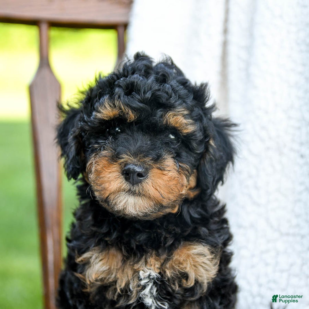 Havapoo dogs for sale: Peanut - Image 2