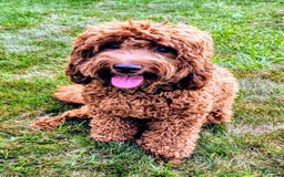 Goldendoodle dogs for sale: Aiden - Image 4