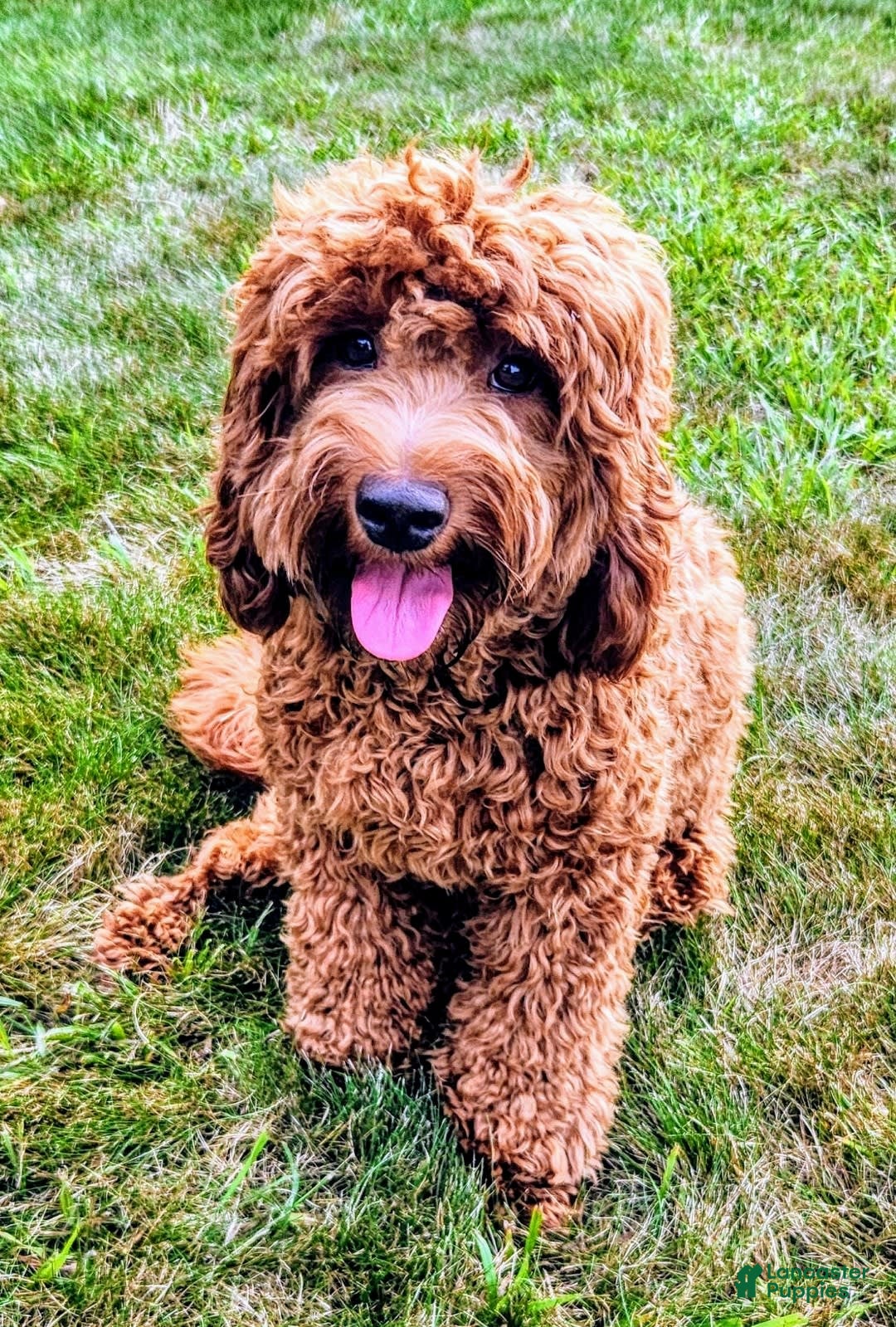 Goldendoodle dogs for sale: Aiden - Image 4