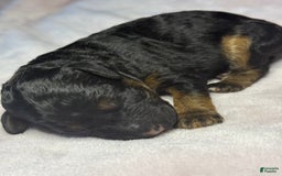 Miniature Poodle dogs for sale: Jasmine - Image 4