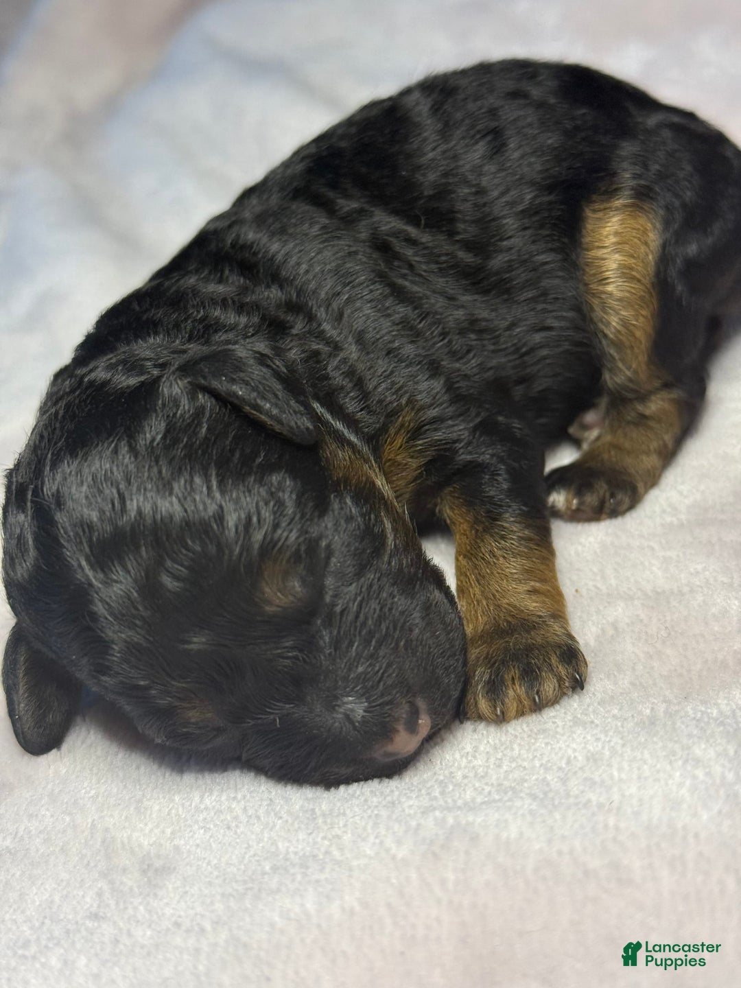 Miniature Poodle dogs for sale: Jasmine - Image 4