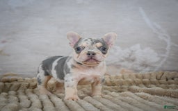 French Bulldog dogs for sale: Remi - Image 8