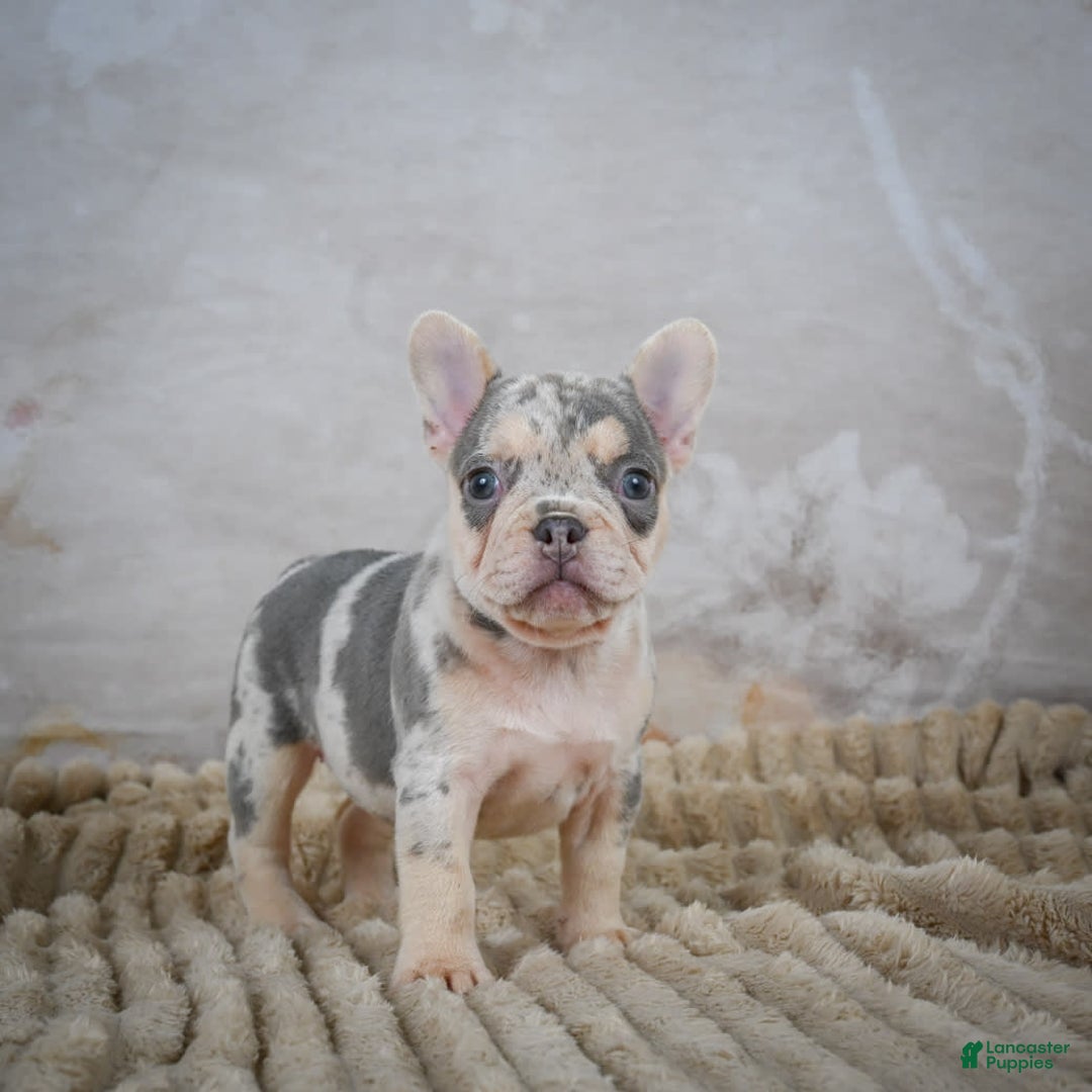 French Bulldog dogs for sale: Remi - Image 8