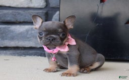 French Bulldog dogs for sale: Bridget - Image 2