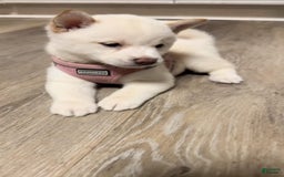 Shiba Inu dogs for sale: Daisy - Image 2