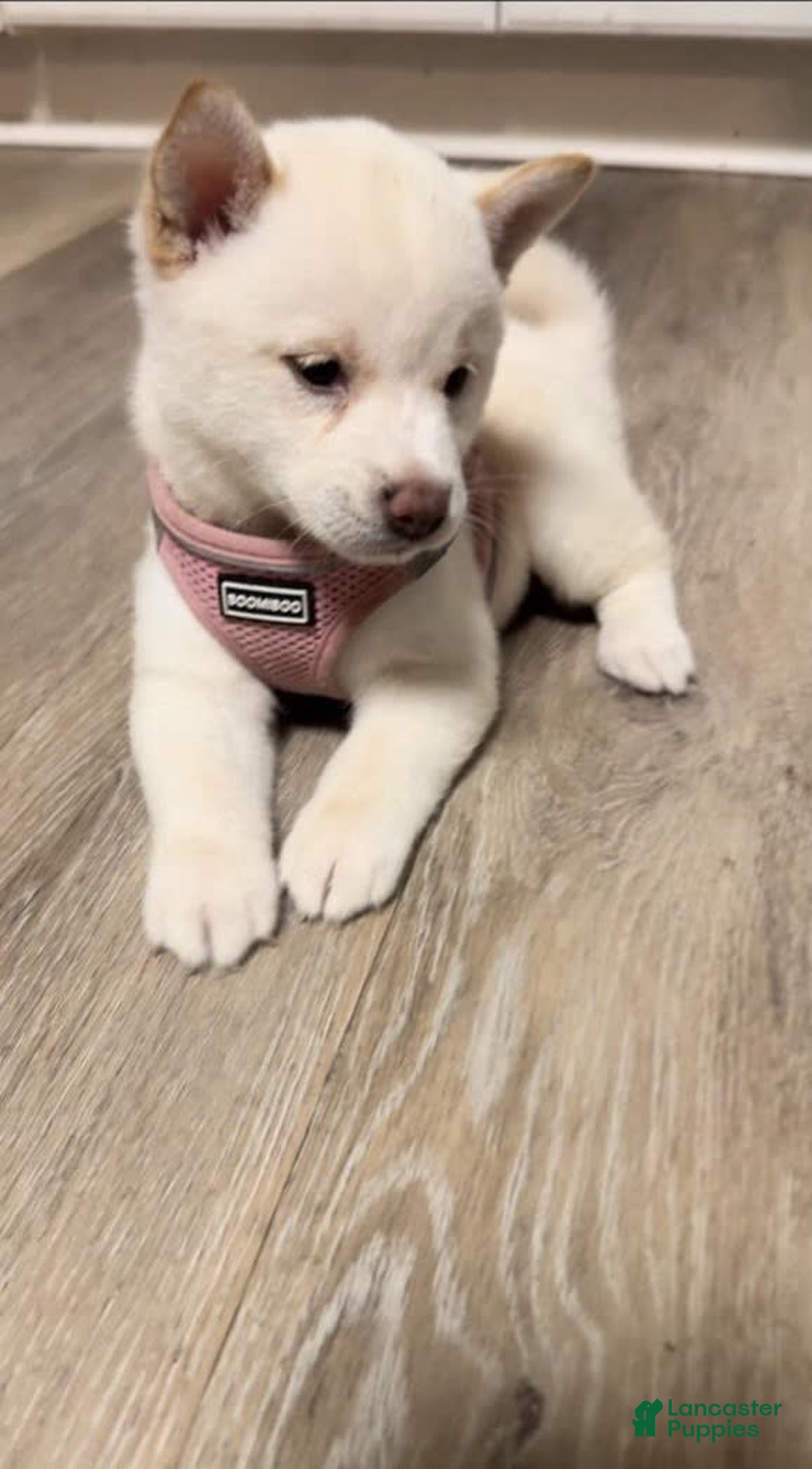 Shiba Inu dogs for sale: Daisy - Image 2