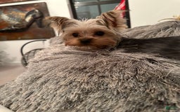 Yorkshire Terrier dogs for sale: Teddy - Image 4