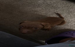 American Pit Bull Terrier dogs for sale: Porkchop - Image 1