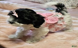 Cockapoo dogs for sale: Oreo - Image 1