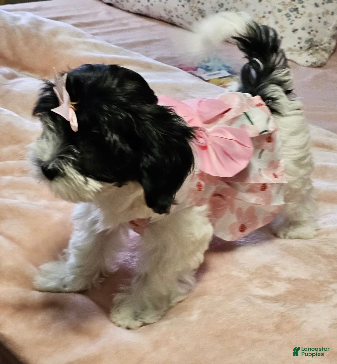 Cockapoo dogs for sale: Oreo - Image 1