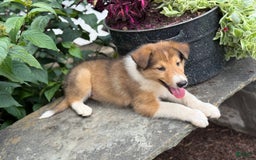 Collie dogs for sale: Aslan - Image 4
