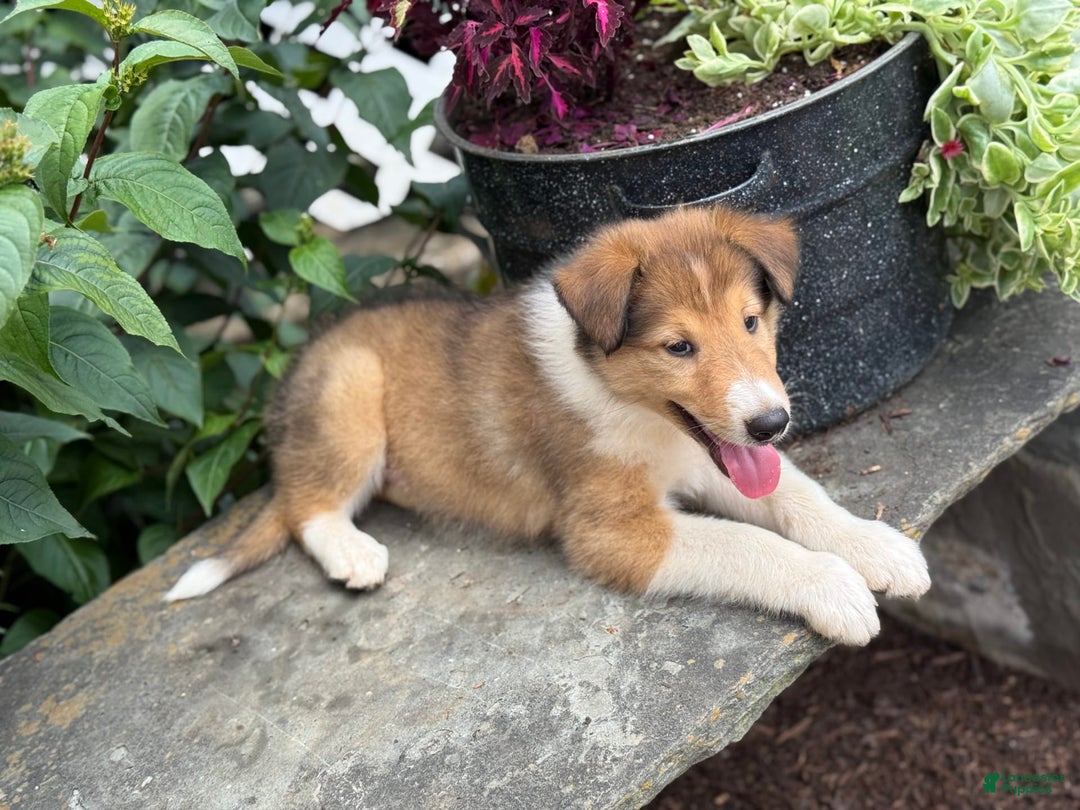 Collie dogs for sale: Aslan - Image 4
