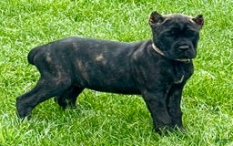 Cane Corso dogs for sale: Bonnie - Image 7