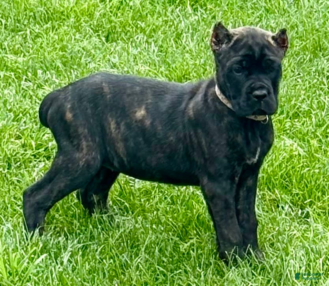 Cane Corso dogs for sale: Bonnie - Image 7