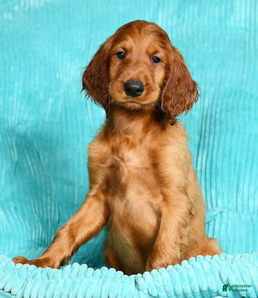 Irish Setter dogs for sale: Mack - Image 8
