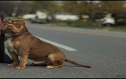 American Bully dogs for sale: Simba - Image 19