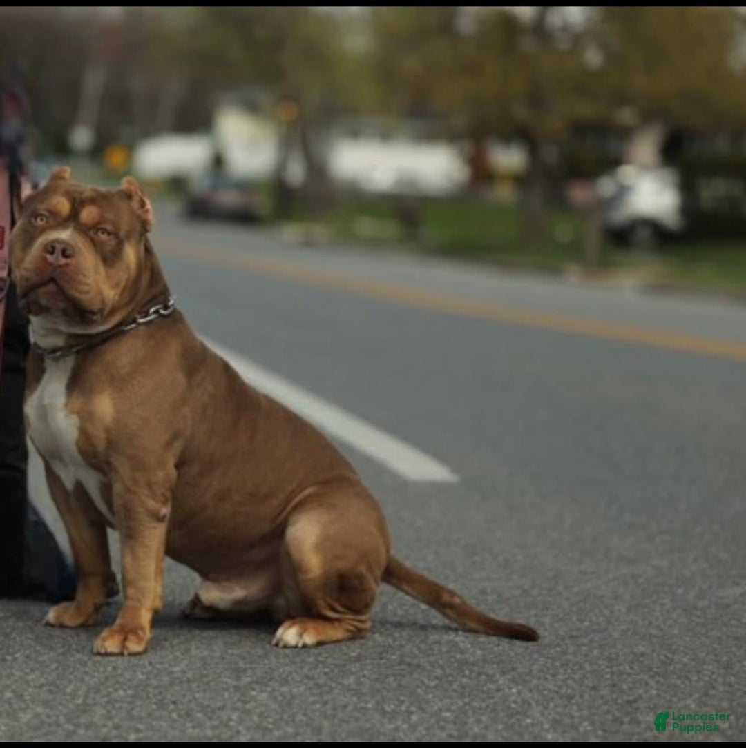 American Bully dogs for sale: Simba - Image 19