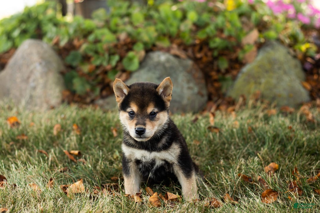Shiba Inu dogs for sale: Carter - Image 3