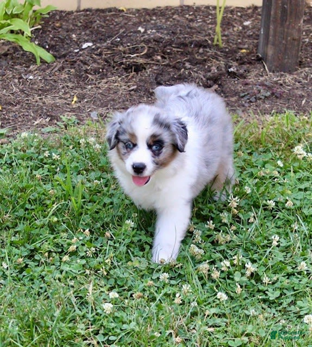 Miniature Australian Shepherd dogs for sale: Marley - Image 8