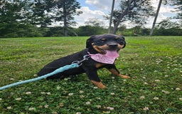 Rottweiler dogs for sale: Sasha - Image 3