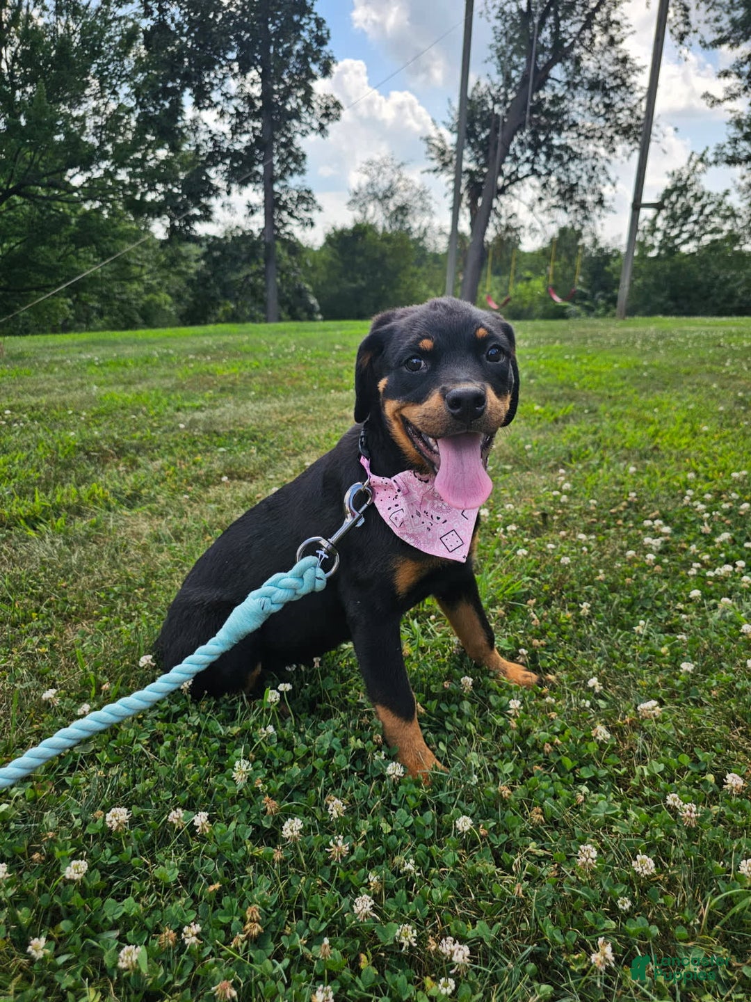 Rottweiler dogs for sale: Sasha - Image 3