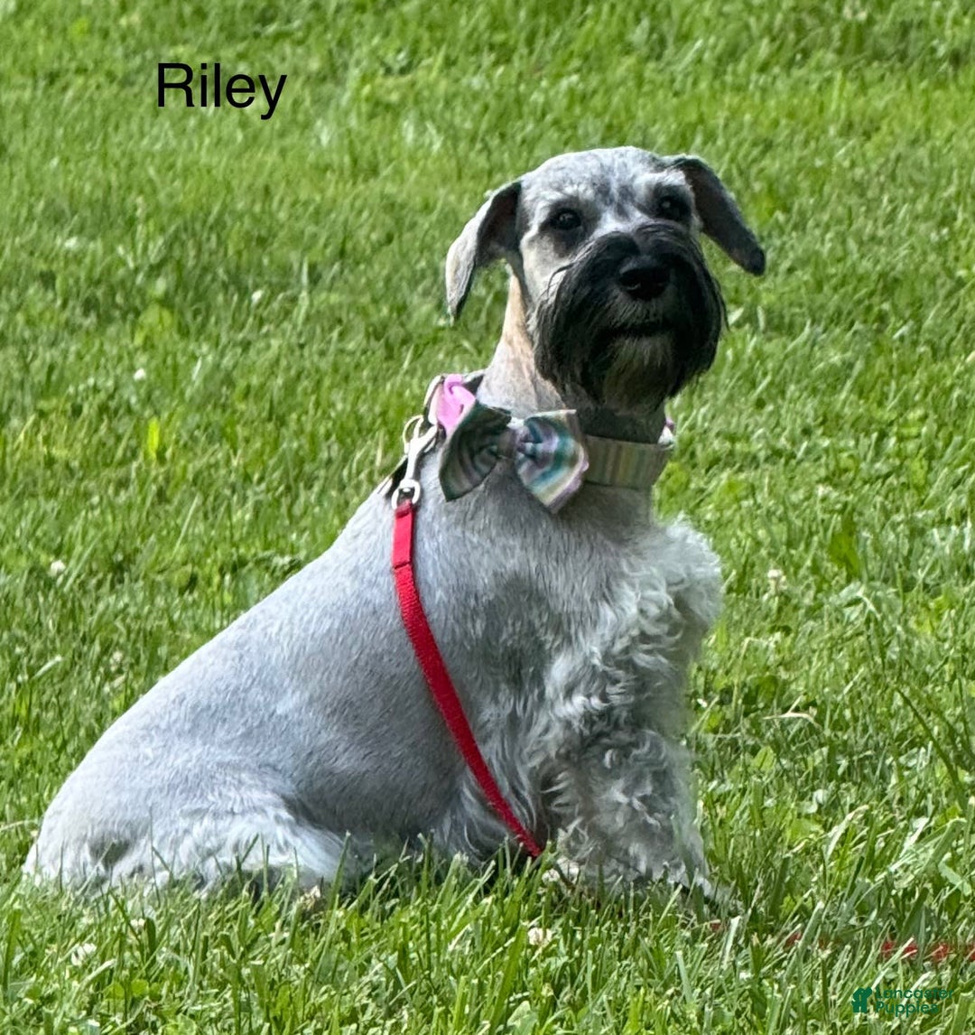 Miniature Schnauzer dogs for sale: Aj - Image 3