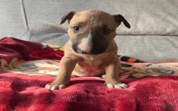 Bull Terrier dogs for sale: Everest - Image 1