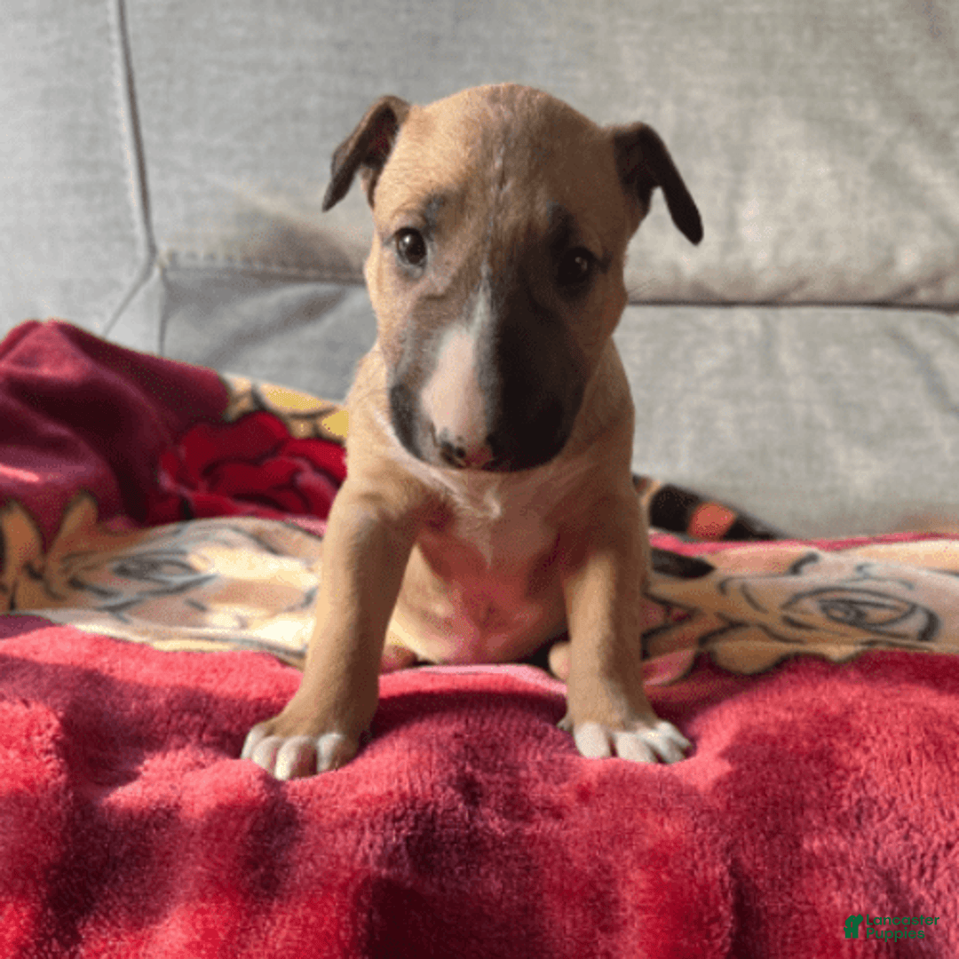 Bull Terrier dogs for sale: Everest - Image 1