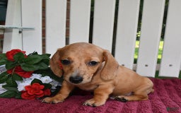 Miniature Dachshund dogs for sale: Evan - Image 5