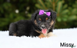 Miniature Australian Shepherd dogs for sale: Missy - Image 4