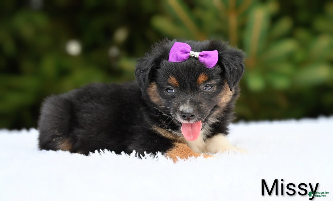 Miniature Australian Shepherd dogs for sale: Missy - Image 4