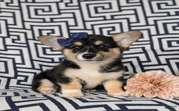 Welsh Corgi Pembroke dogs for sale: Kandis - Image 3