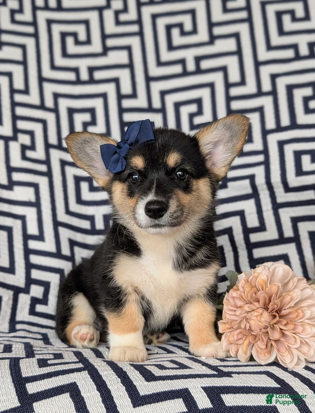 Welsh Corgi Pembroke dogs for sale: Kandis - Image 3